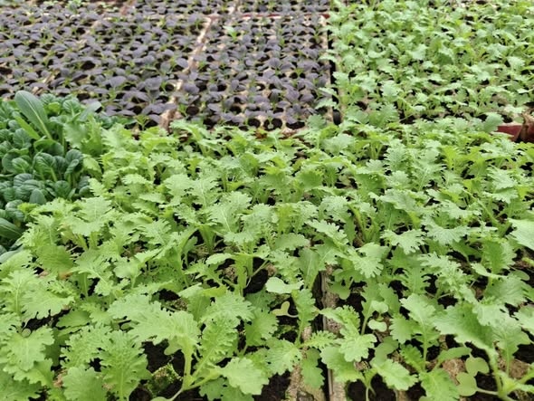 Combo 10 cây giống Cải wasabi_thumbnail_1