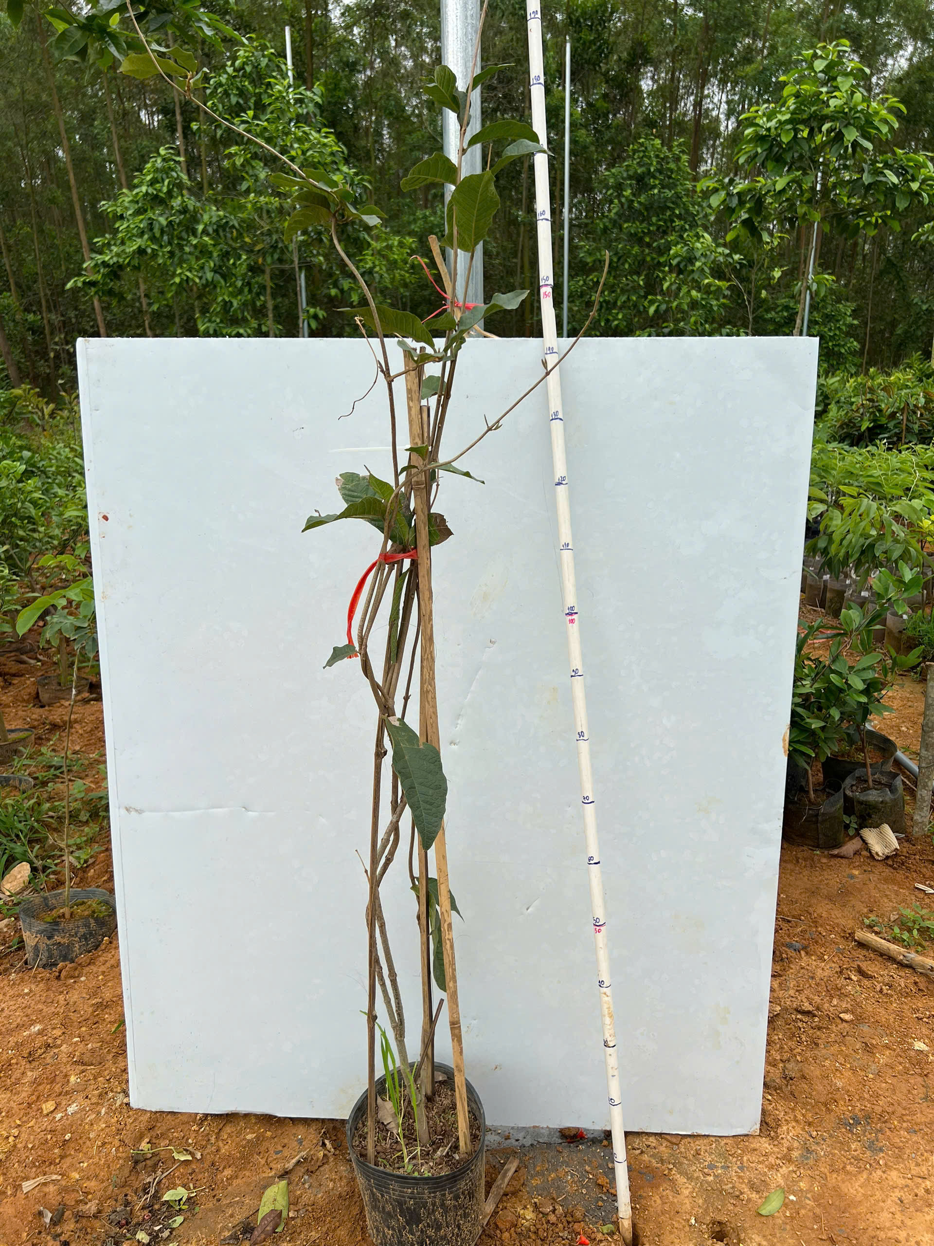 Mai xanh thái cao 1.3-1.5m PT149 CALATA