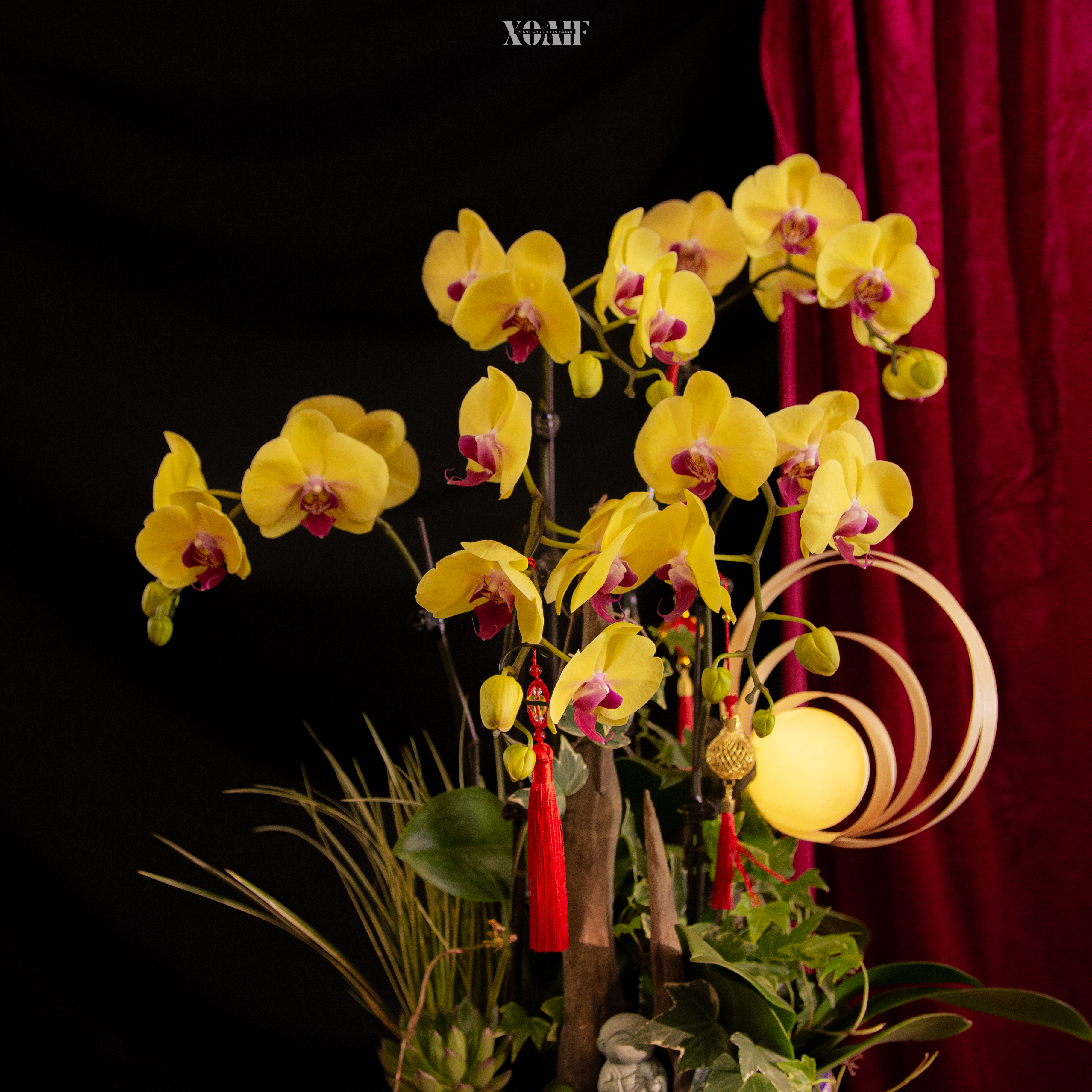 LAN HỒ ĐIỆP - NGUYỆT DẠ LAN HƯƠNG_thumbnail_4