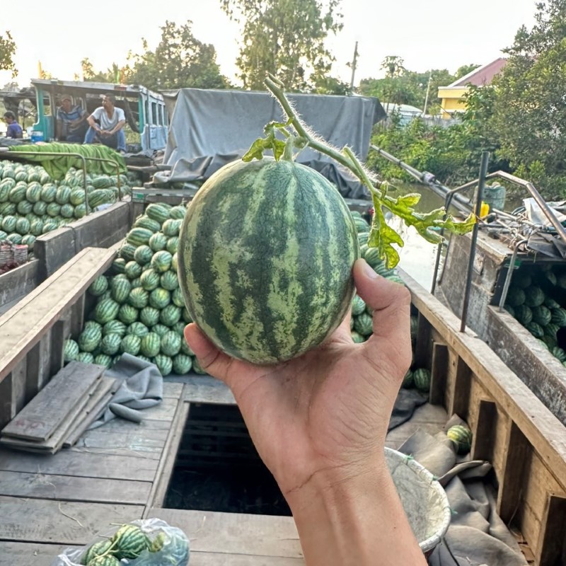 Dưa Hấu Táo Baby_thumbnail_1