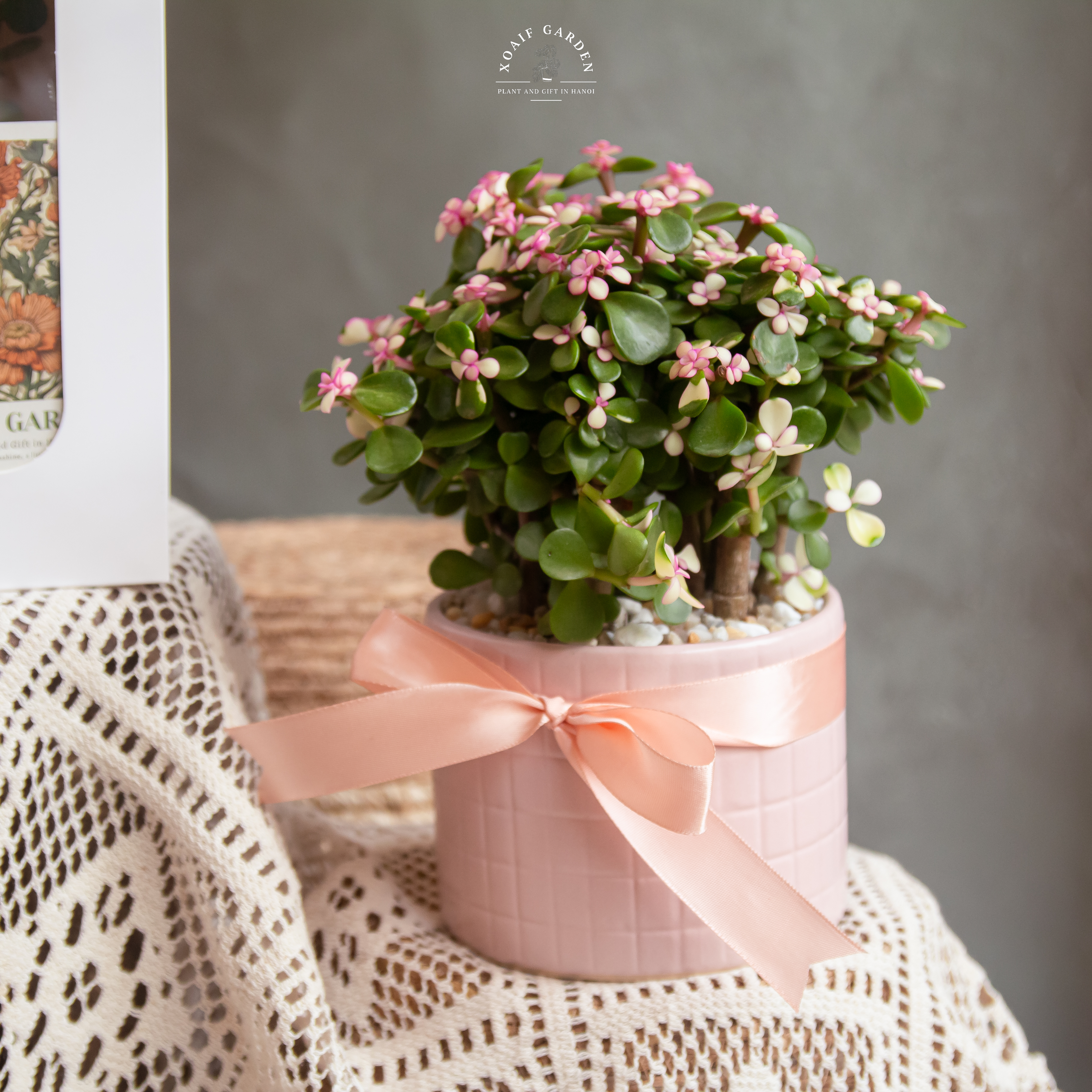 HỘP QUÀ NGỌC BÍCH HỒNG_thumbnail_2