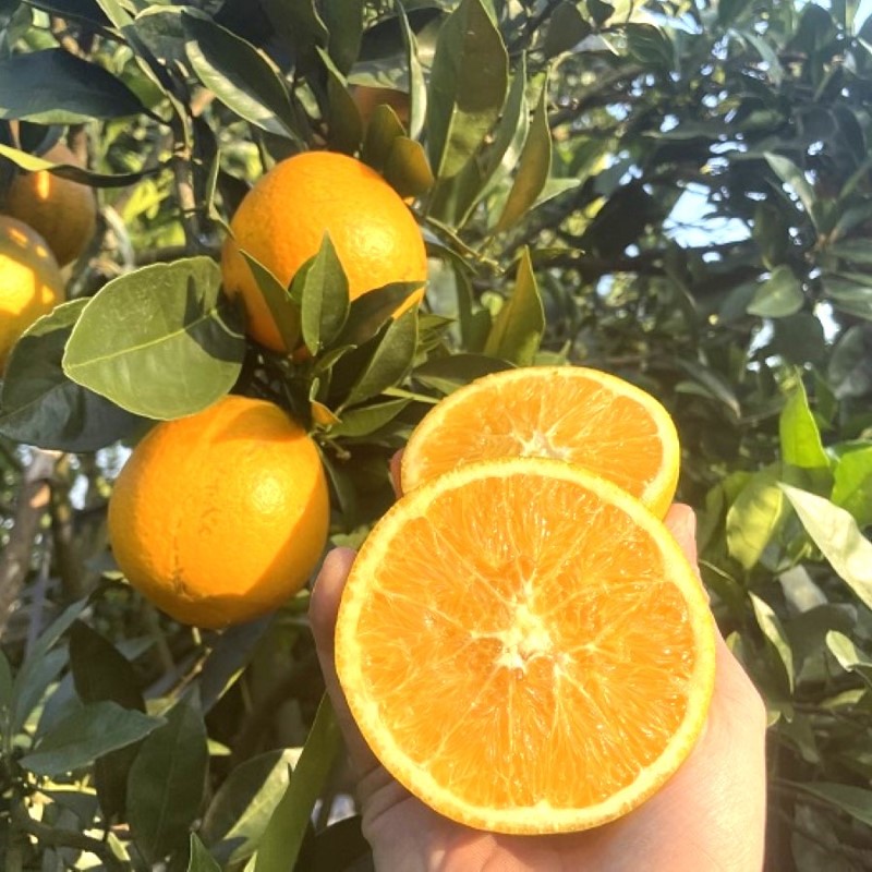 Cam Navel Mộc Châu (Loại 1)_thumbnail_1