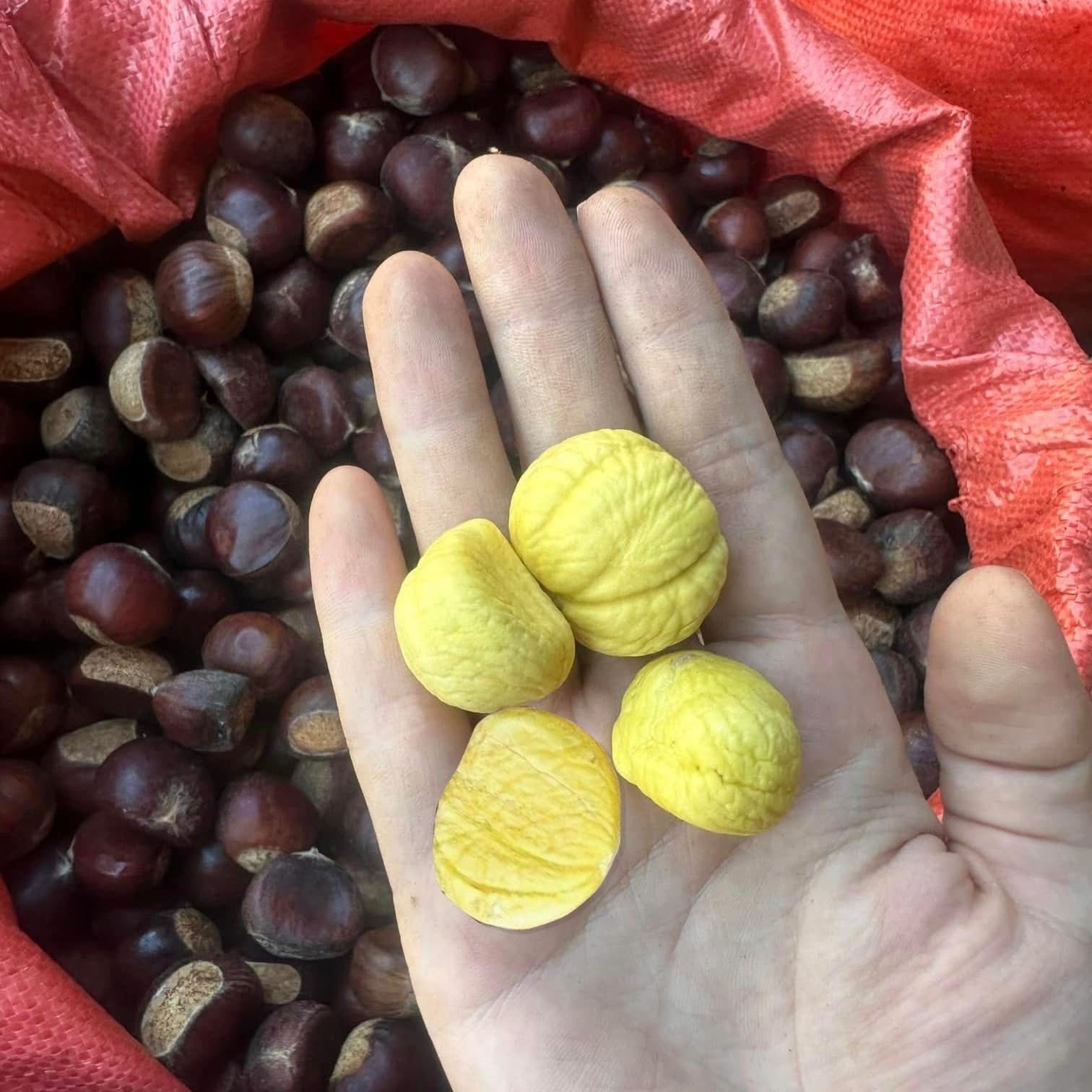 Hạt Dẻ Tươi_thumbnail_3