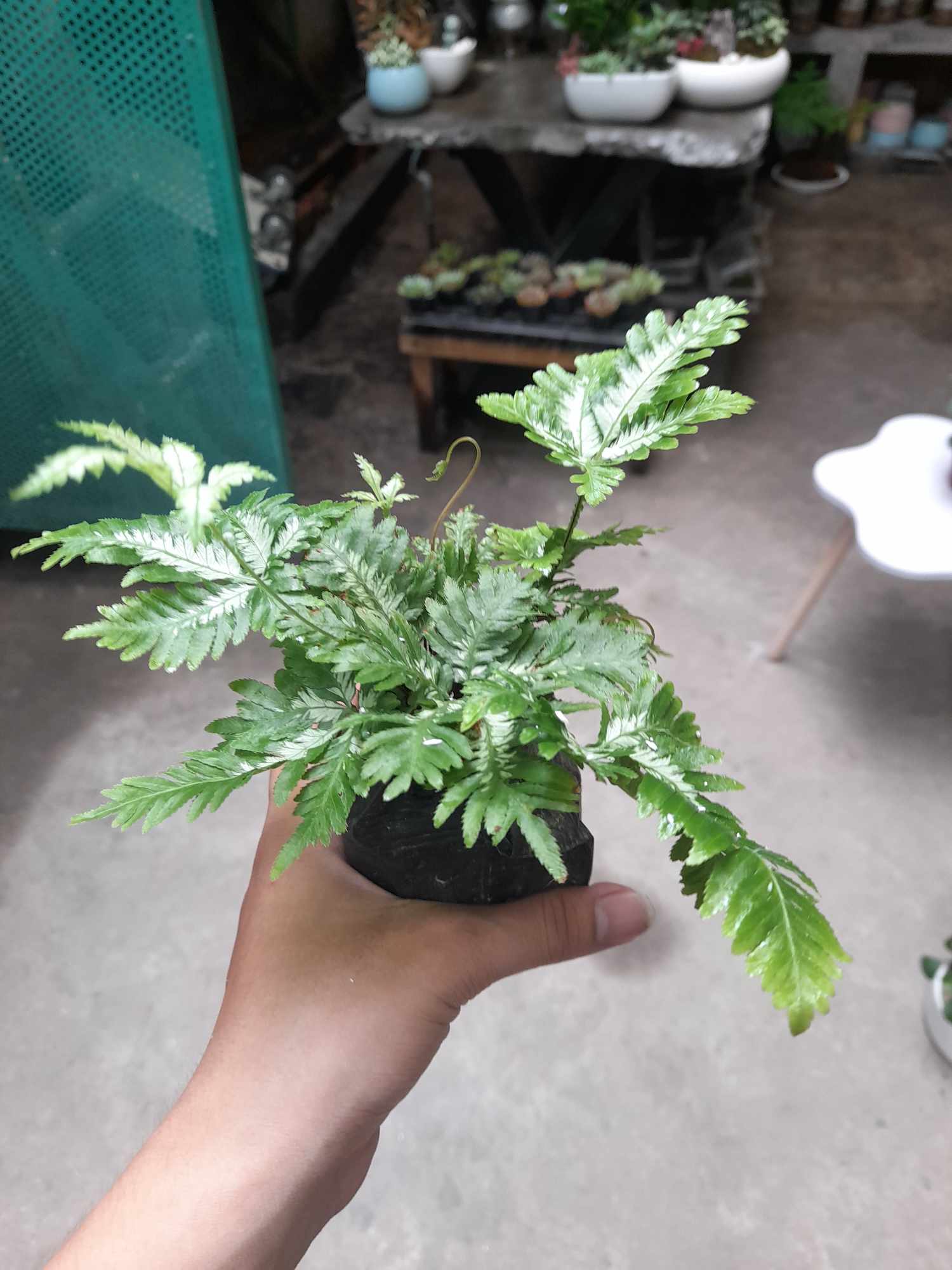 DƯƠNG XỈ_thumbnail_5