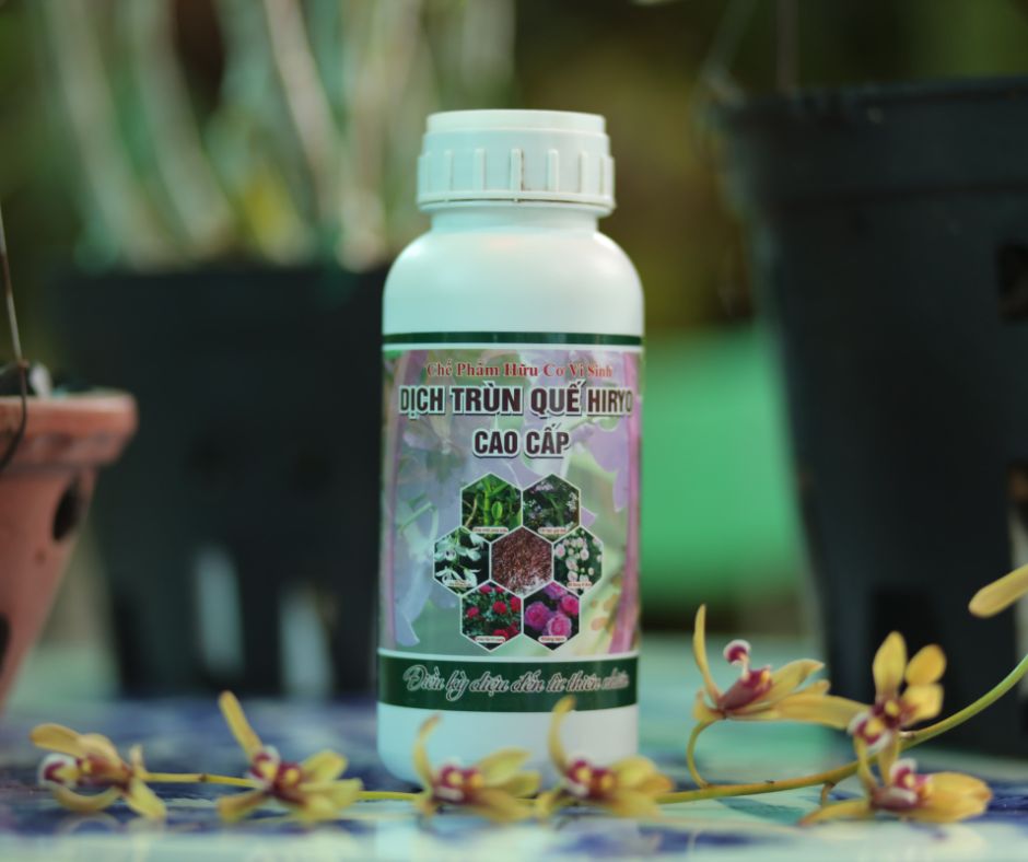 Dịch Trùn Quế Hoa Lan