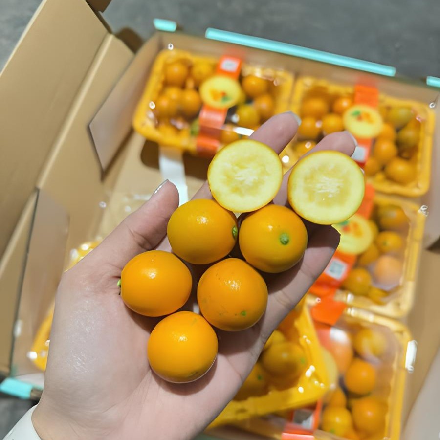 Kim Quất Đài Loan