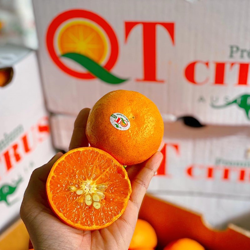 Quýt Úc T.Citrus_thumbnail_2