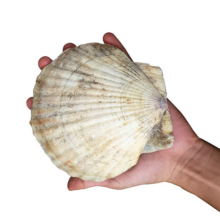 Sò Điệp Nhật nguyên con size 6-8_thumbnail_0