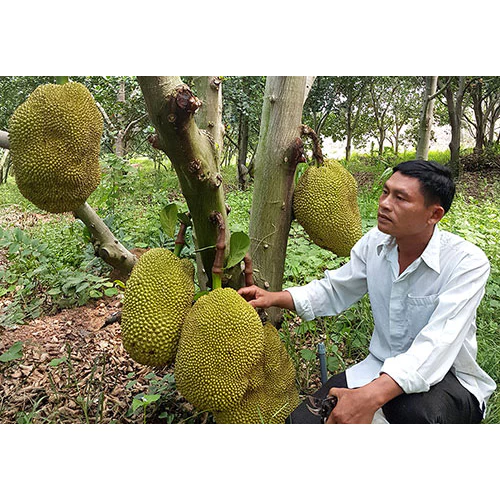 Mít Không Hạt_thumbnail_4