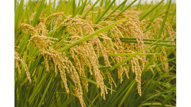 High quality pure Japonica rice variety DS1_thumbnail_1