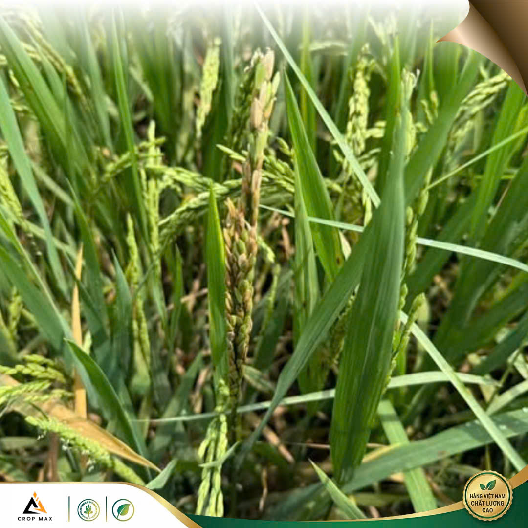 CYAT 525WG – Thuốc trừ bệnh phổ rộng, sạch bệnh nhanh, phục hồi cây mạnh_thumbnail_4