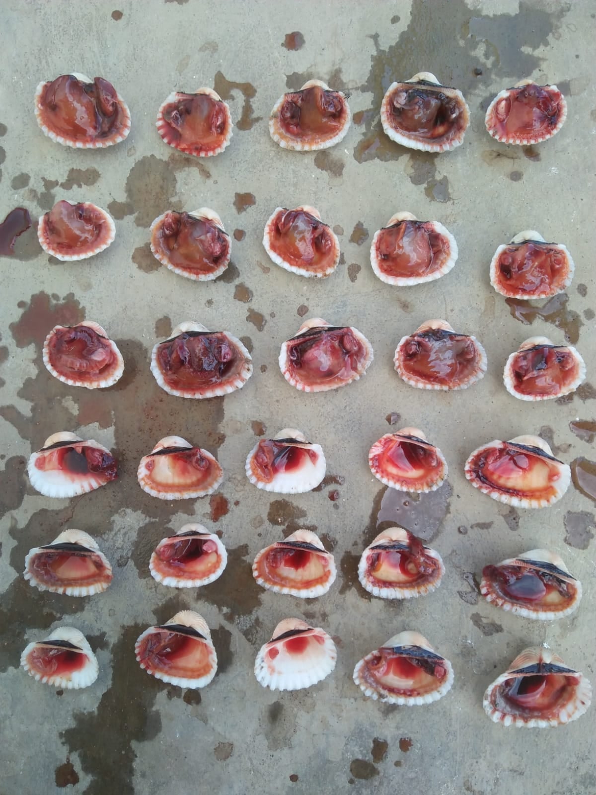Sò Huyết_thumbnail_2