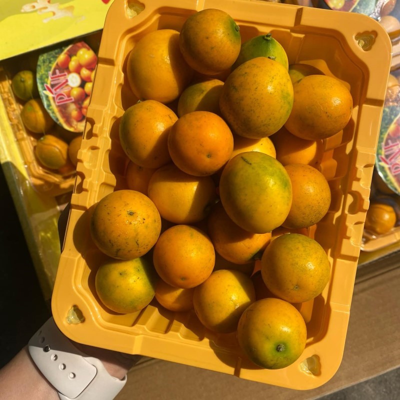 Kim Quất Đài Loan (PNF)_thumbnail_2