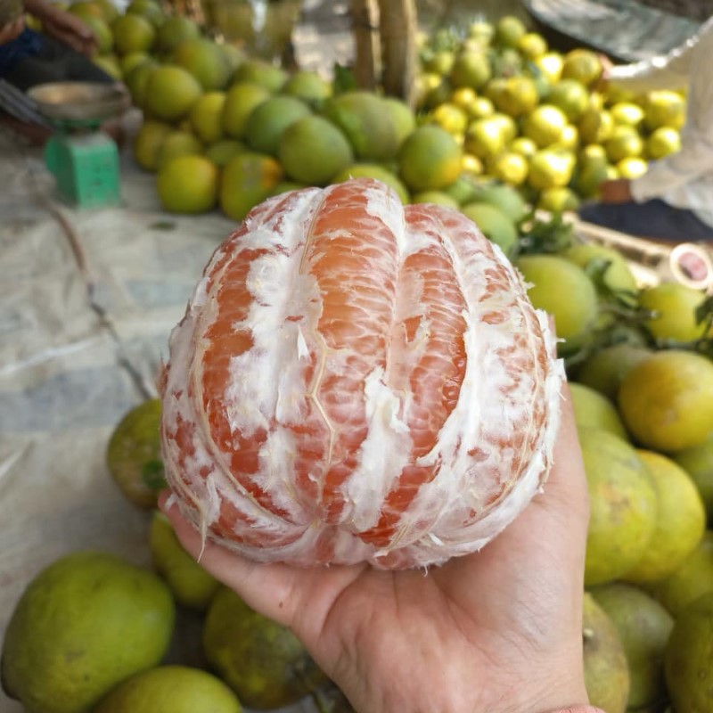 Bưởi Lão Da Xanh Ruột Đỏ_thumbnail_3