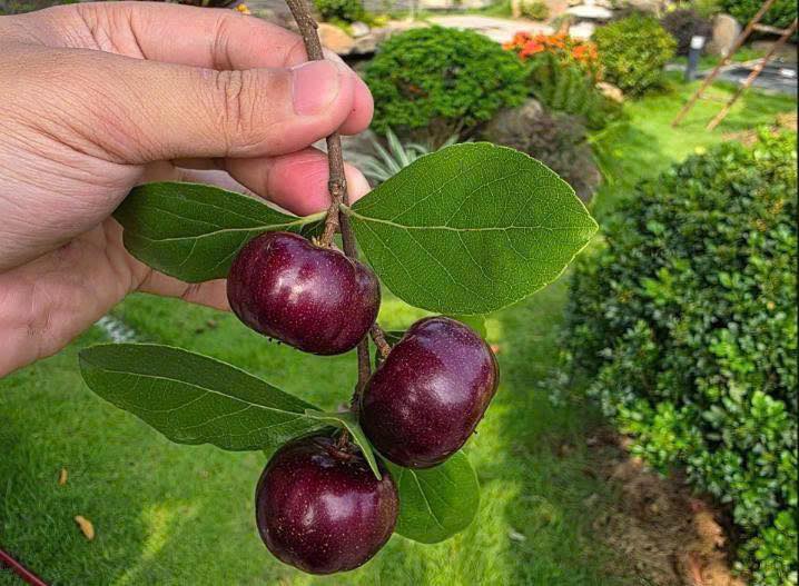 Mận quân quả dẹt ghép cao 30-40cm MQD-01 CALATA