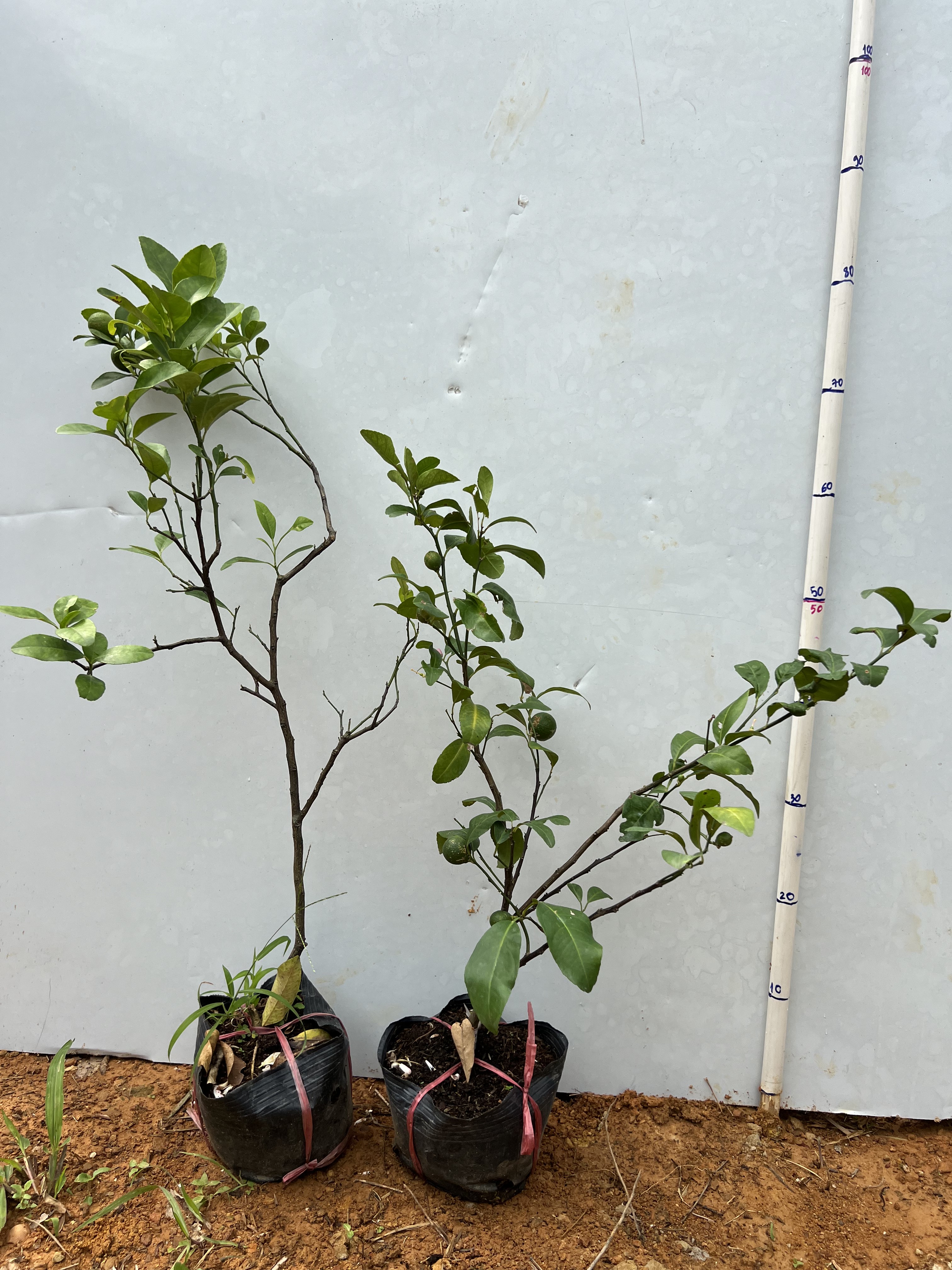 Chanh tứ quý cao 70-80cm PT20 CALATA_thumbnail_6