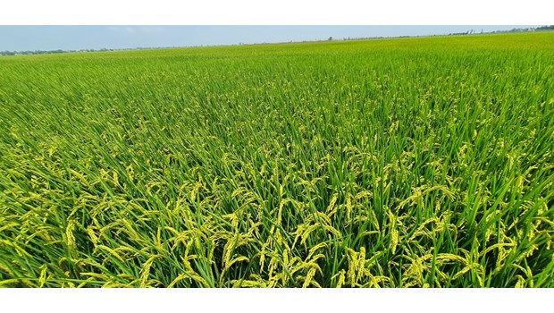 High quality pure Japonica rice variety DS1_thumbnail_3