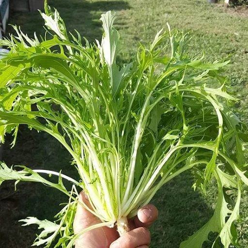 Combo 10 cây giống Cải mizuna xanh_thumbnail_2