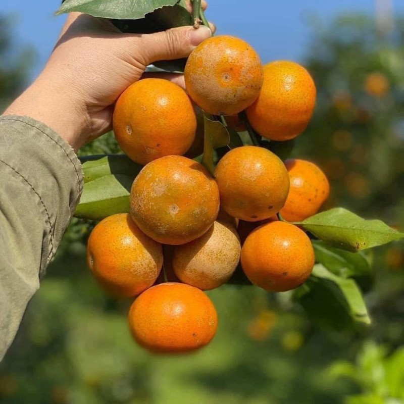 Cam Canh Hoà Bình_thumbnail_2