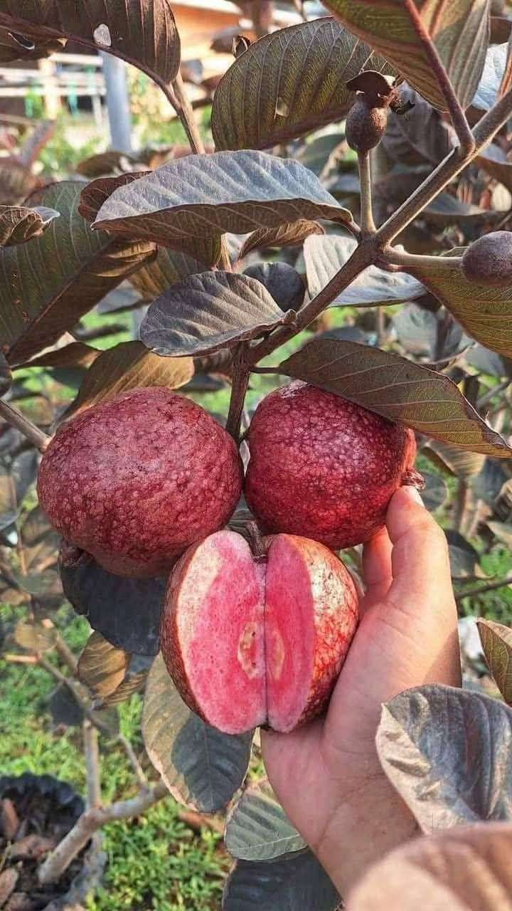 Ổi Ayothaya 3 ghép cành cao 40-60cm OAT-01 CALATA_thumbnail_2