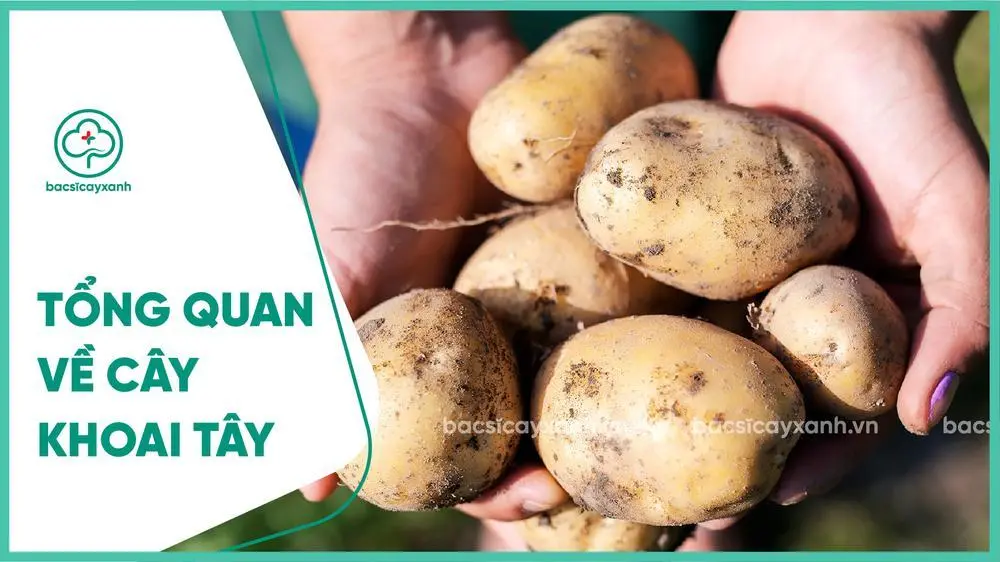 Tổng quan về cây khoai tây