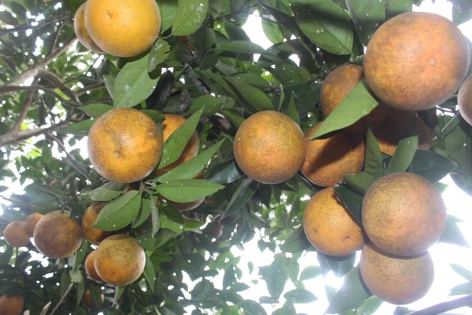 Cam Vinh_thumbnail_4