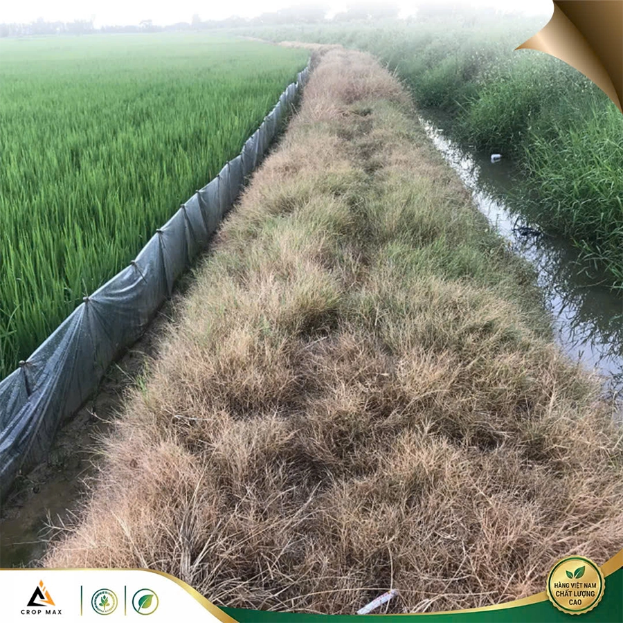 SẠCH CỎ –  Diệt cỏ cháy nhanh_thumbnail_6