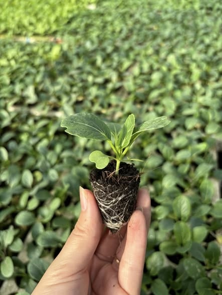 Combo 10 cây giống Cải thìa xanh_thumbnail_2