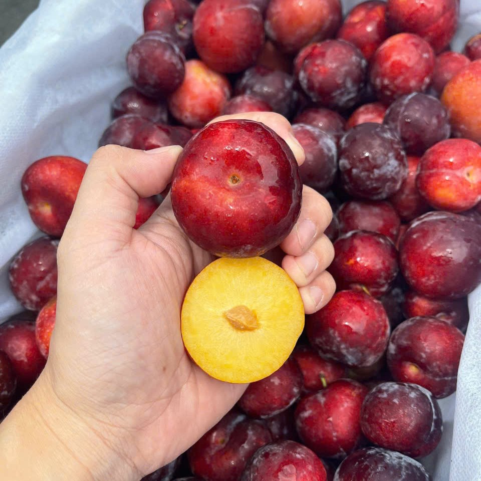 Mận Cherry_thumbnail_0