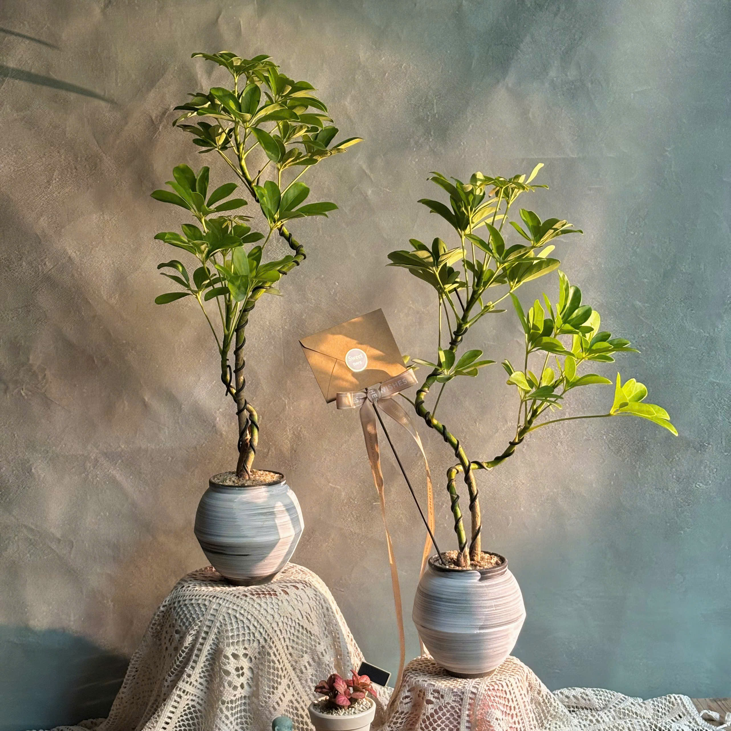 Set Ngũ Gia Bì Phong Vũ Tài Lộc