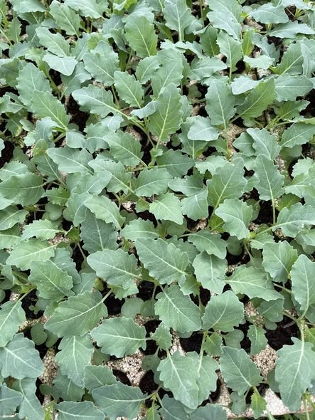 Su hào xanh_thumbnail_4