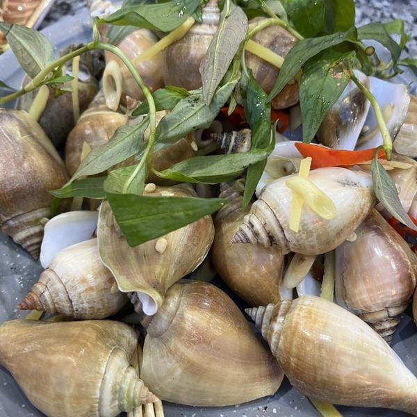Ốc nhảy cái (size cồ) _thumbnail_6