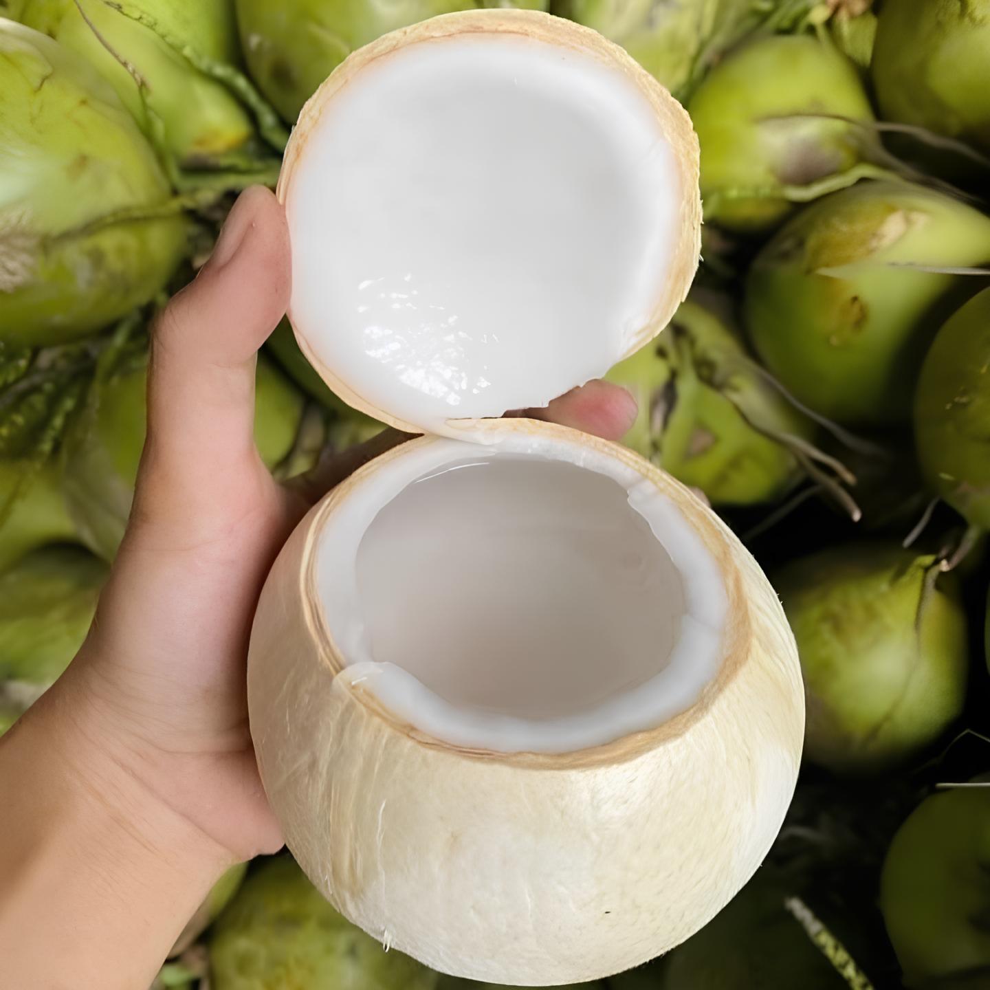 Dừa Xiêm Trọc_thumbnail_1