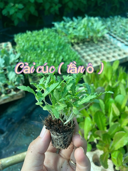 Combo 10 cây giống Cải cúc ( tần ô ) ươm sẵn