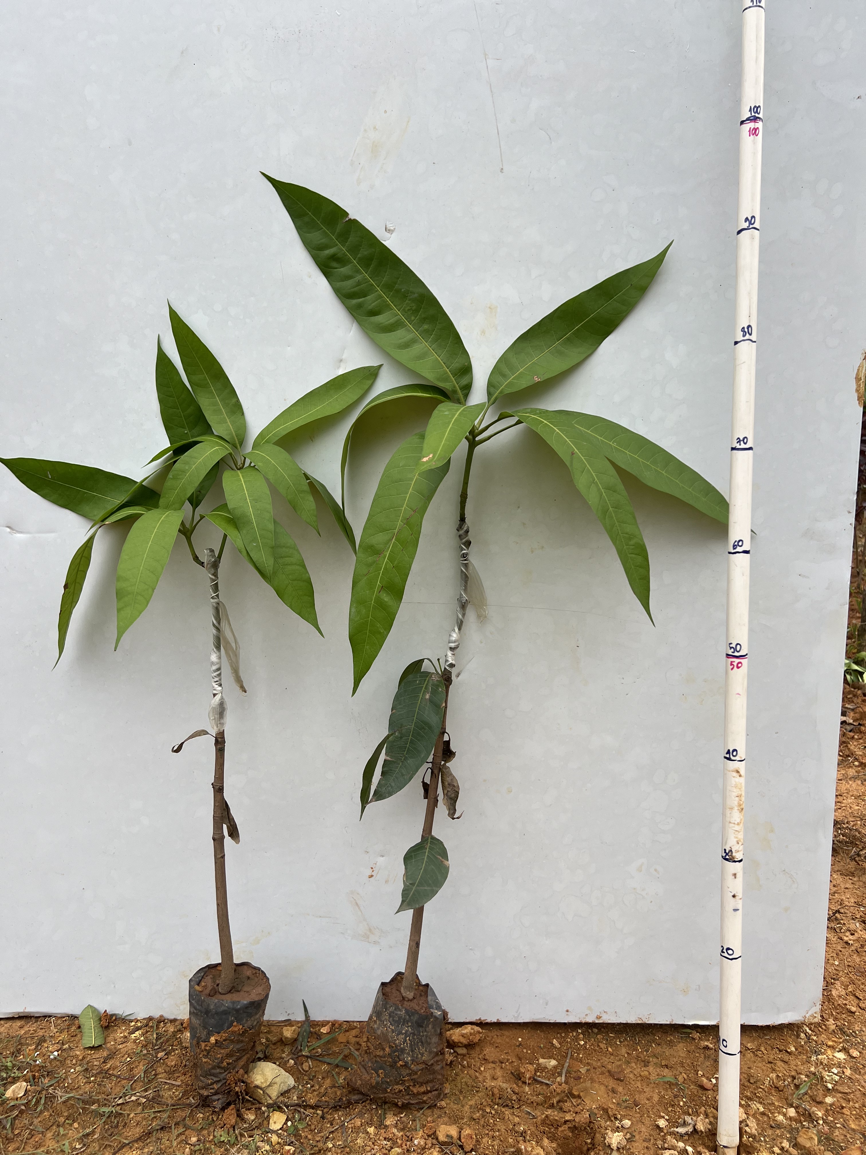 Xoài Đài Loan cao 80-90cm PT103 CALATA