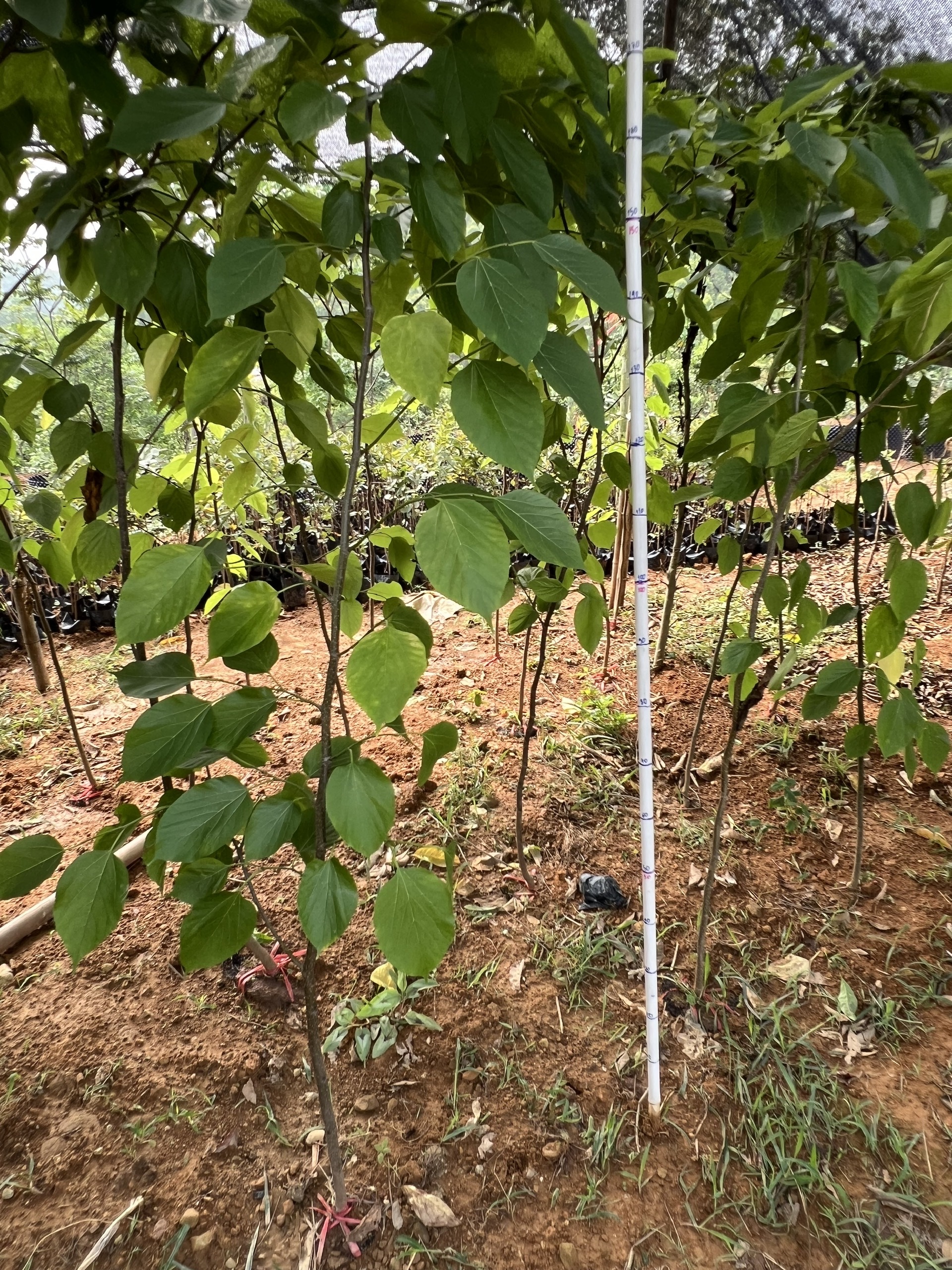 Dâu Đài Loan cao 1-1,5m PT78 CALATA