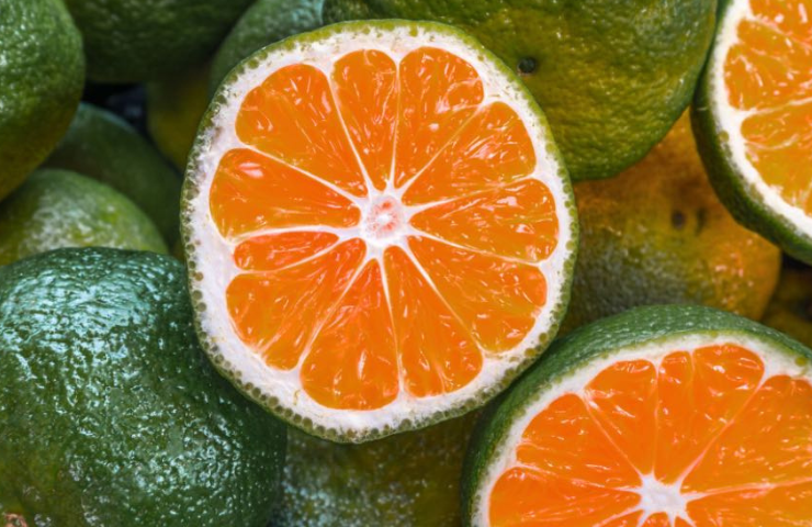 Tổng hợp 10 loại trái cây không hạt được ưa chuộng nhất hiện nay