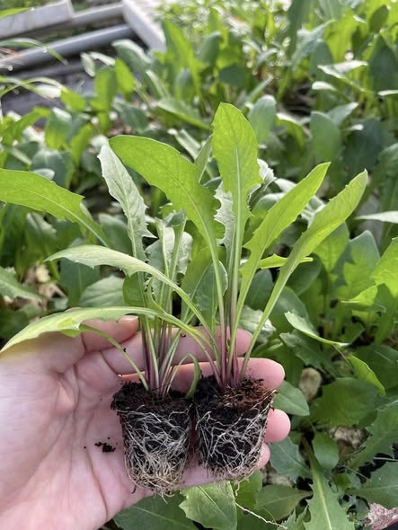 Bồ công anh dược liệu_thumbnail_2