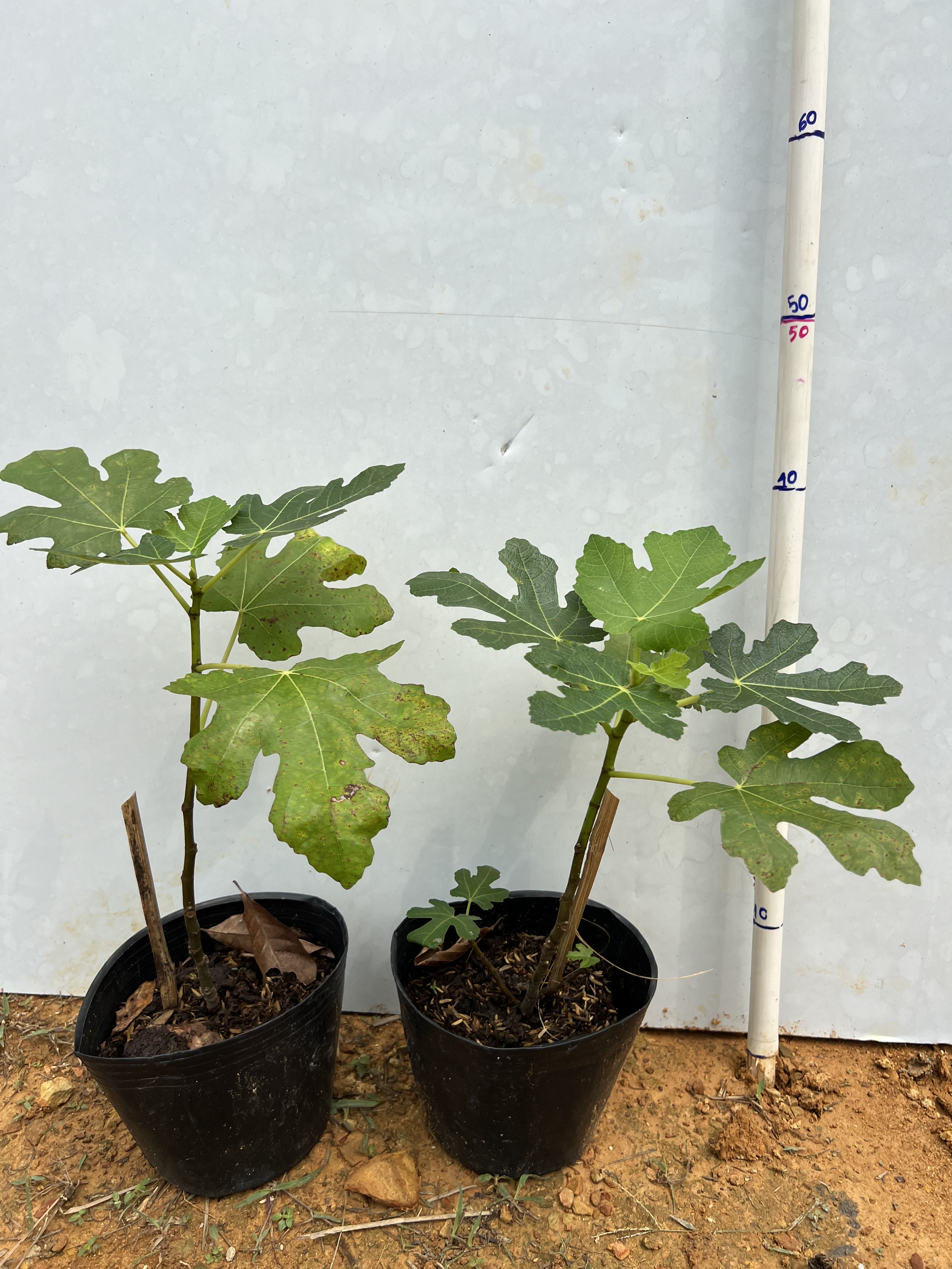 Sung Mỹ tím cao 20-30cm PT27 CALATA