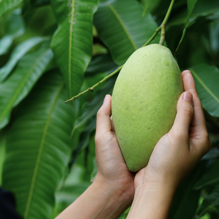 Xoài cát hòa lộc - cao lãnh_thumbnail_1