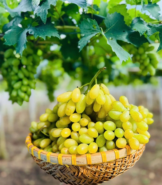 Nho xanh Ninh Thuận