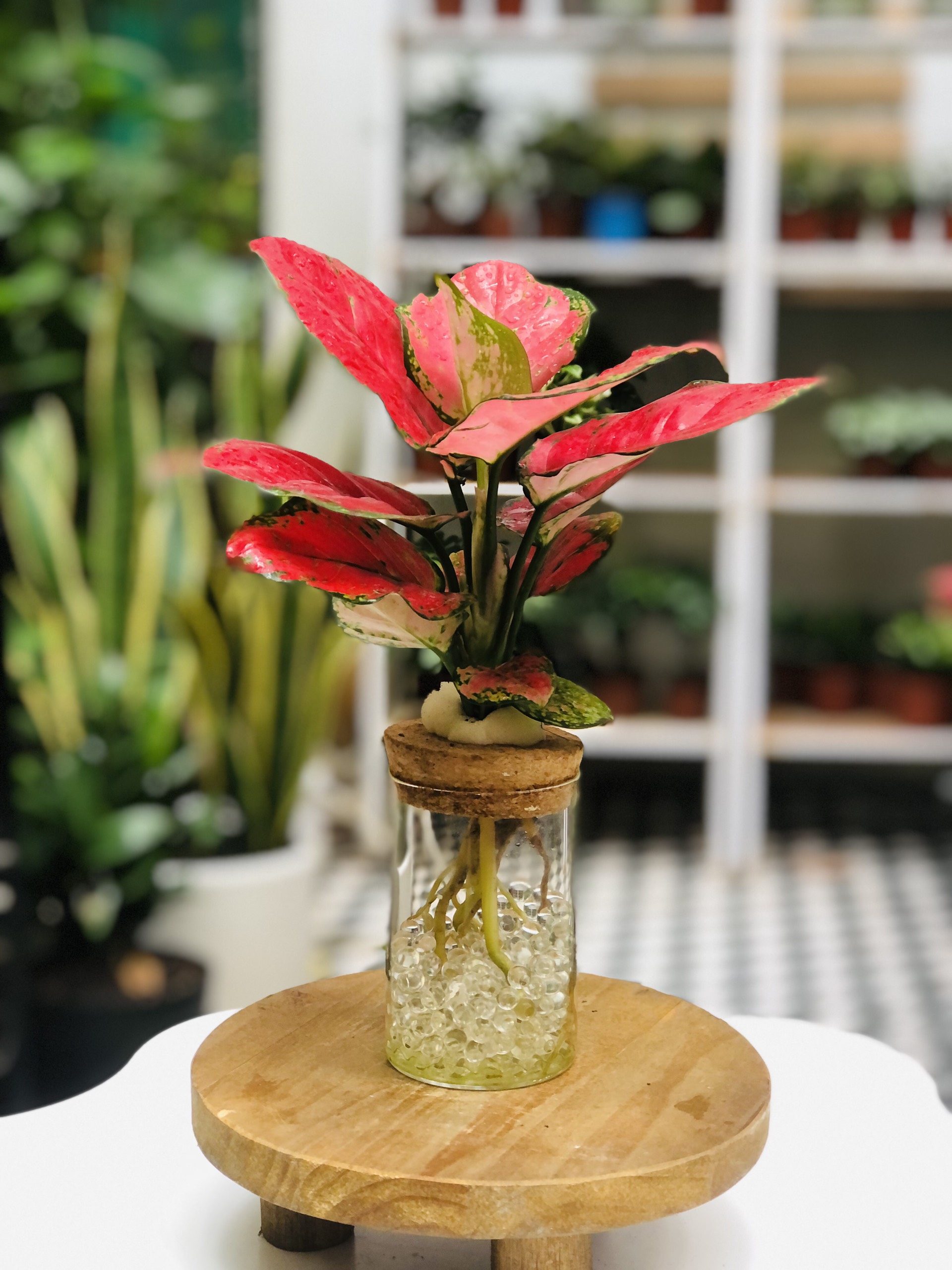 VẠN LỘC_thumbnail_4
