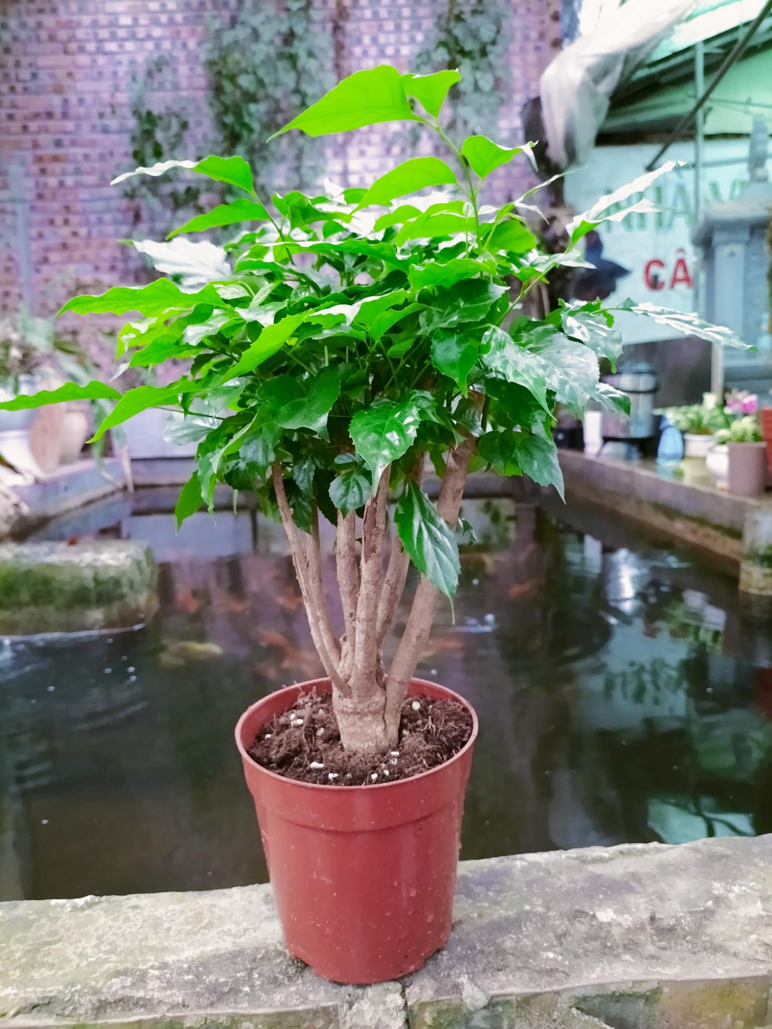 HẠNH PHÚC