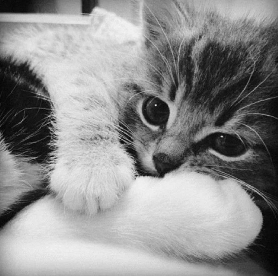 2cbfb8ed9e1b482fa567236deefe4cc9