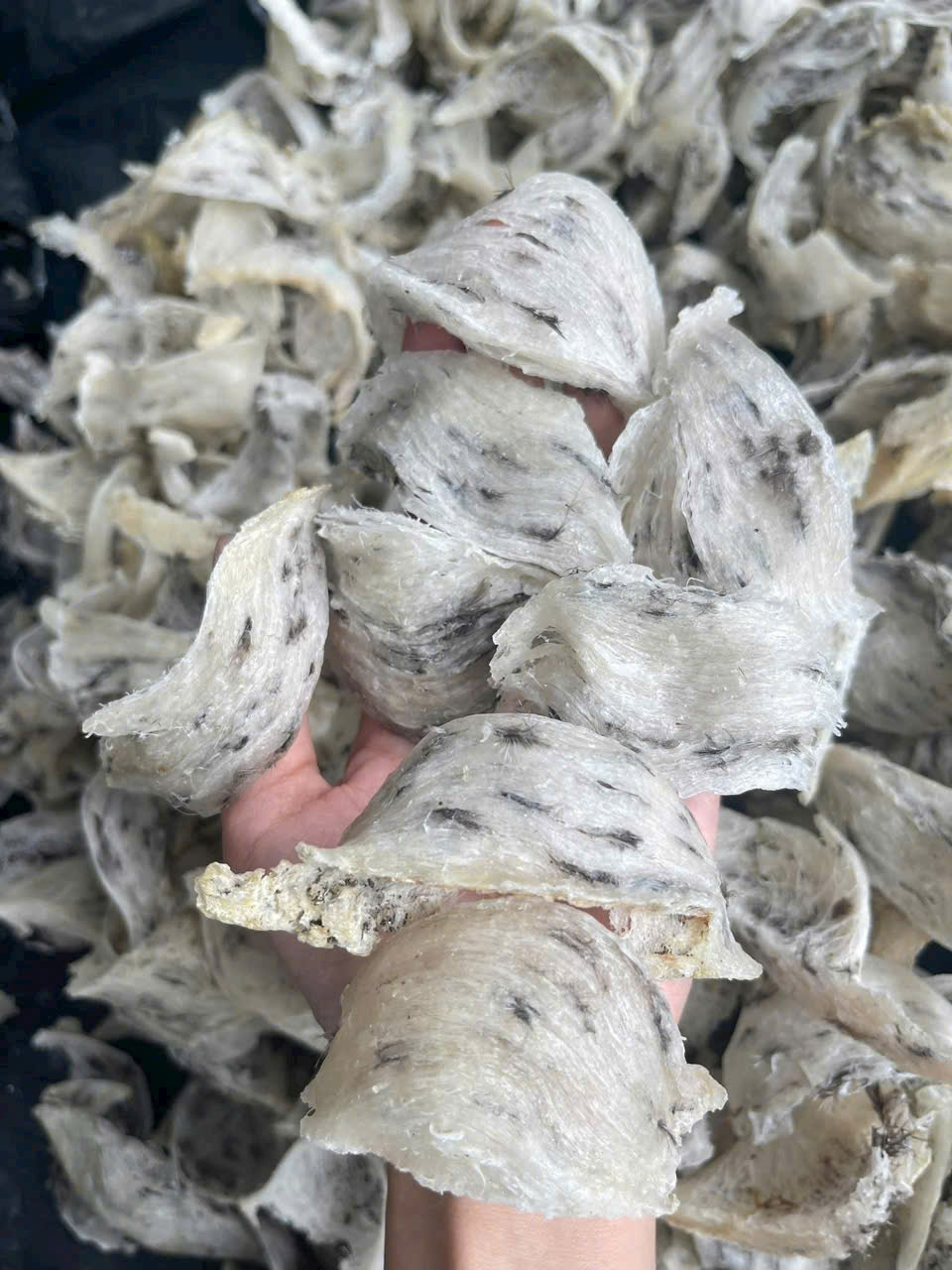 Khám Phá Bí Quyết NHận Biết Chất Lượng và Hình Dáng Tổ Yến Dựa Trên Yếu Tố Khí Hậu, Địa Hình Và Độ Ẩm