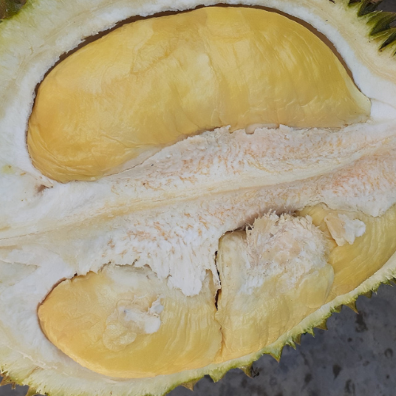 Sầu Riêng Lá Quéo_thumbnail_3