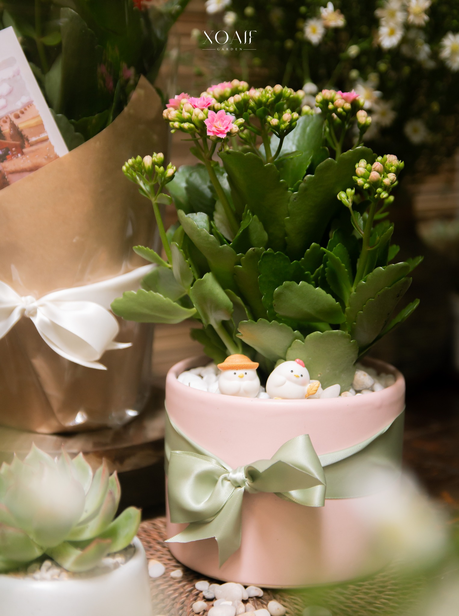 SET QUÀ TẶNG CÂY HOA SỐNG ĐỜI_thumbnail_6