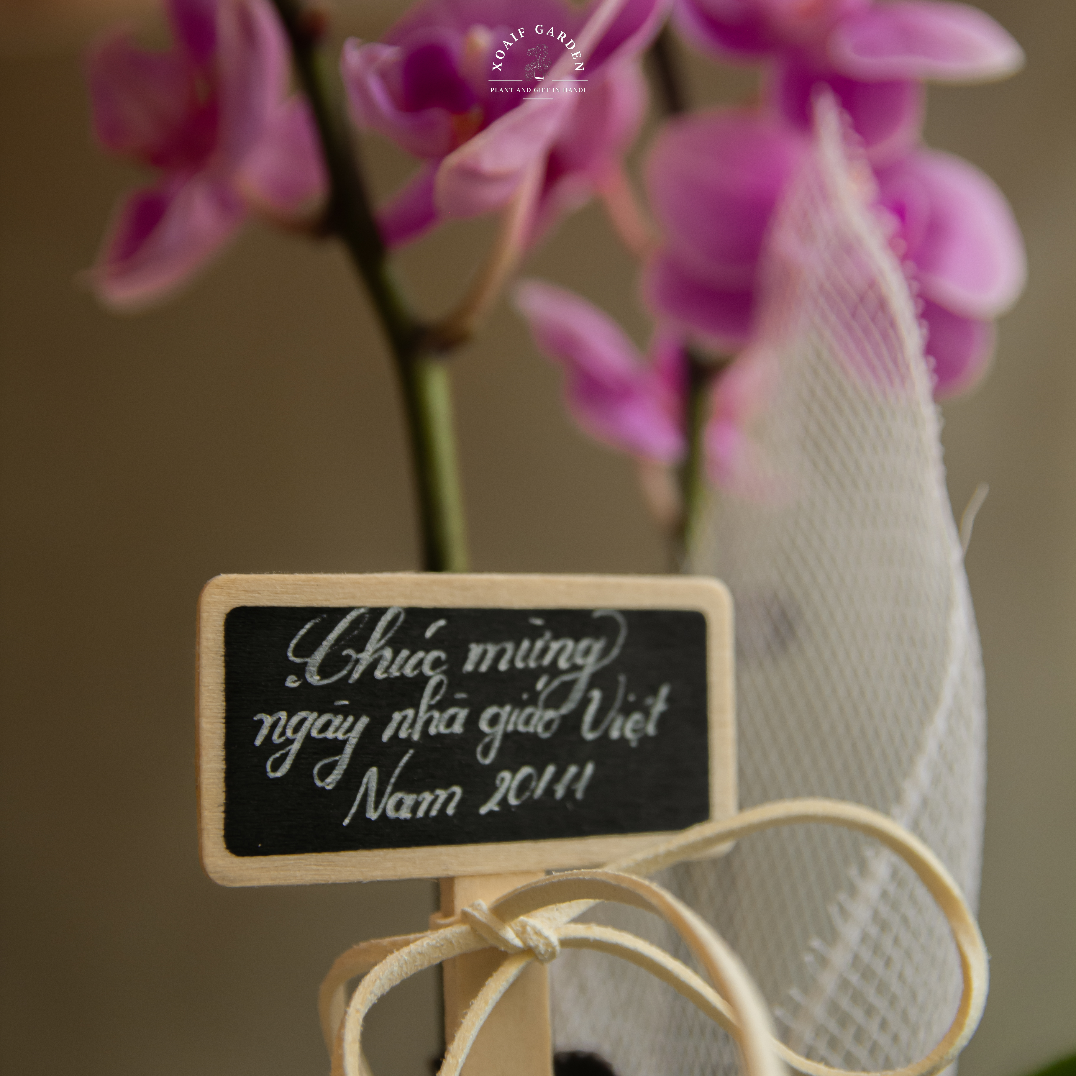 SET QUÀ TẶNG HOA LAN HỒ ĐIỆP GÓI GIẤY ( LƯỚI)_thumbnail_5