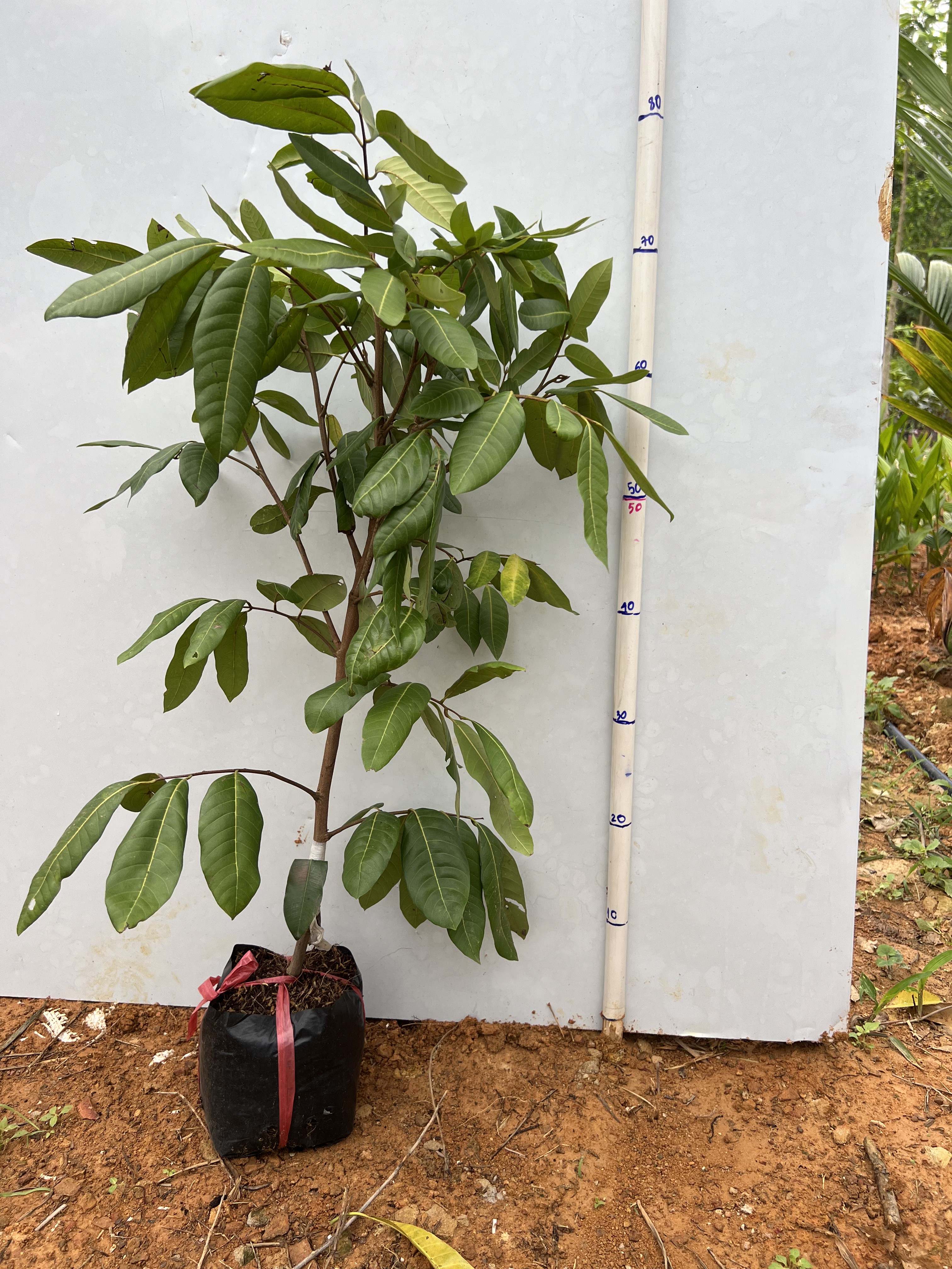 Nhãn long phụng châu cao 40-60cm PT17 CALATA