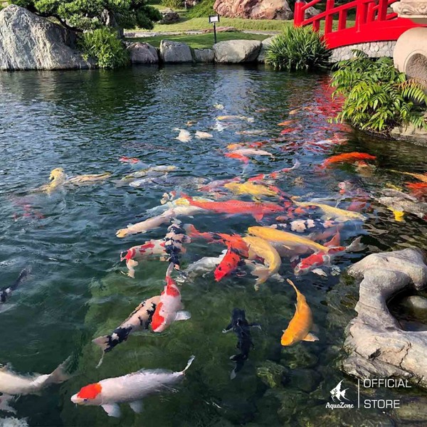 Thuốc Tím (KMnO4) Đối Với Hồ Cá Koi: Con Dao Hai Lưỡi